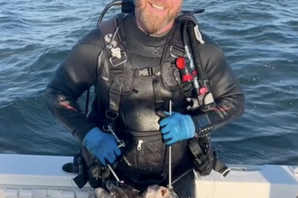 🚨 CAPITÁN HEROICO SE LANZA A RESCATAR A UN BUCEADOR ATACADO POR UN TIBU-RÓN — LAS PALABRAS DE SOLO 6 PALABRAS QUE PRONUNCIÓ EN ESE MOMENTO DE VIDA O MUE-RTE ESTÁN DEJANDO A TODOS ATÓNITOS…